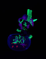 Neon Reef Mermicorno - Deep Star Coral (Special Edition) - Image 3